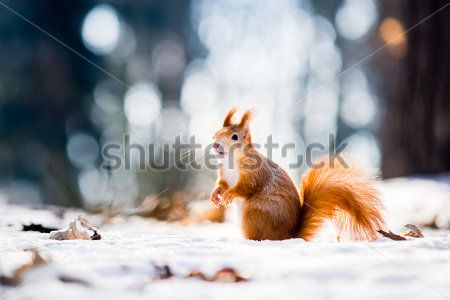 Каталог Картина белка: Животные | Wall-Style