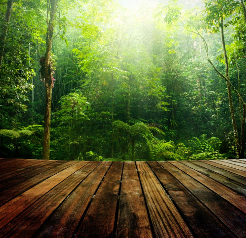 Каталог Фотообои тропики:  | Wall-Style