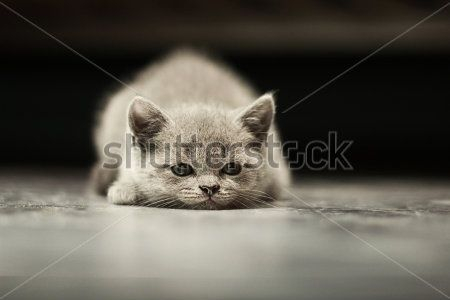 Каталог Картина кот на полу: Животные | Wall-Style