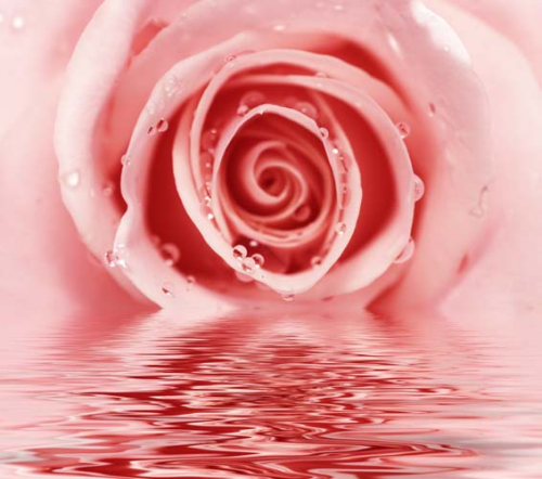 Каталог Фотообои крупная роза в капельках:  | Wall-Style
