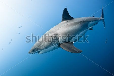 Каталог Картина акула: Море | Wall-Style