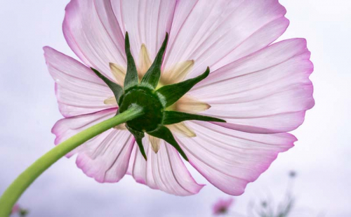 Каталог Фотообои розовый цветок:  | Wall-Style