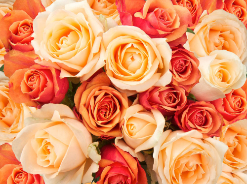 Каталог Фотообои розы:  | Wall-Style