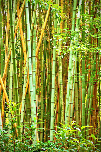 Каталог Фотообои бамбук в свете солнца:  | Wall-Style