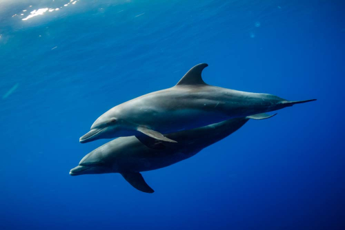 Каталог Картина дельфины в паре: Животные | Wall-Style