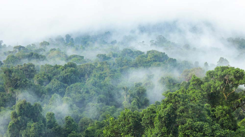 Каталог Фотообои утренний туман:  | Wall-Style