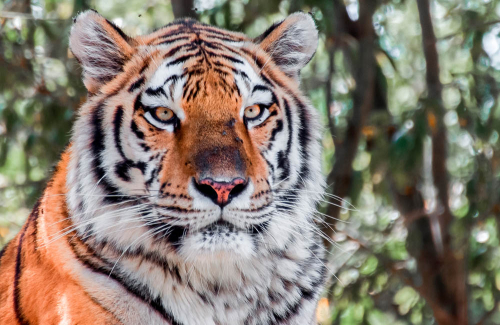 Каталог Фотообои тигр вожак:  | Wall-Style