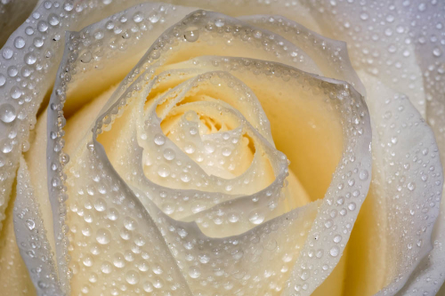 Каталог Фотообои белая роза в капельках воды:  | Wall-Style
