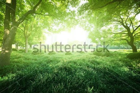 Каталог Фотообои лес:  | Wall-Style