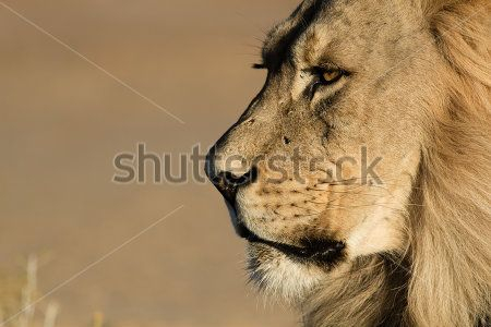 Каталог Фотообои лев:  | Wall-Style