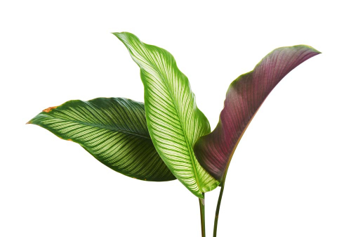 Каталог Фотообои растения из тропиков:  | Wall-Style