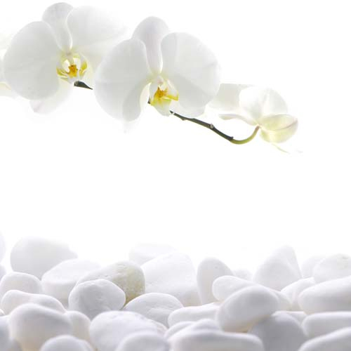Каталог Фотообои белая орхидея над камешками:  | Wall-Style