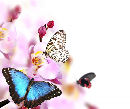 Каталог Фотообои весенние бабочки:  | Wall-Style
