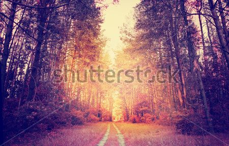 Каталог Картина лес: Природа | Wall-Style