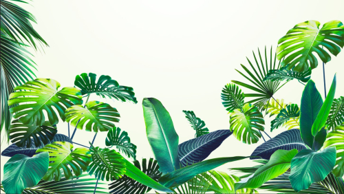 Каталог Фотообои сочные листья :  | Wall-Style