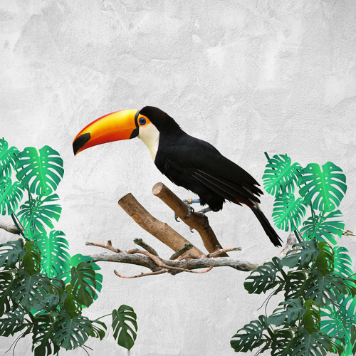 Каталог Картина тукан на ветке: Природа | Wall-Style