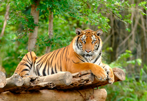 Каталог Фотообои грозный тигр:  | Wall-Style