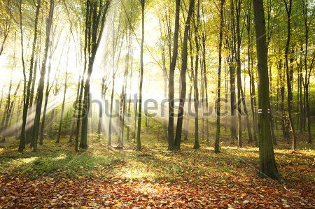 Каталог Фотообои осенний лес:  | Wall-Style