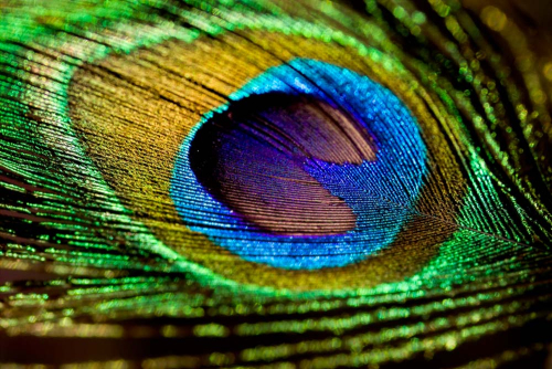 Каталог Фотообои перо павлина:  | Wall-Style