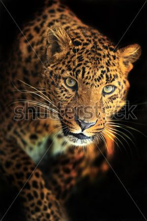 Каталог Фотообои леопард:  | Wall-Style