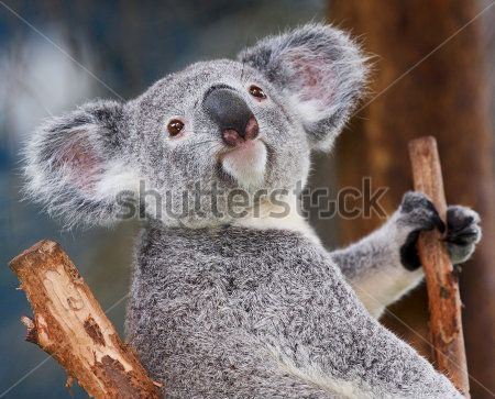 Каталог Фотообои коала:  | Wall-Style