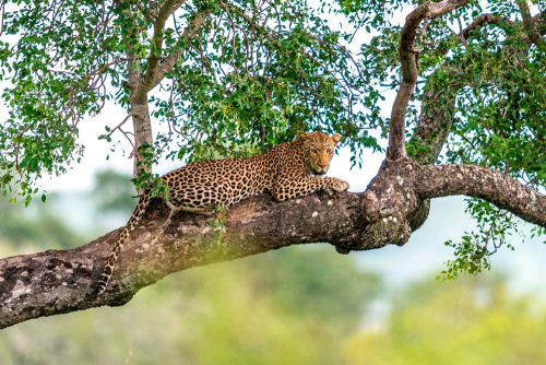 Каталог Фотообои леопард на высоте:  | Wall-Style