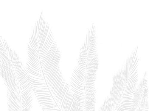 Каталог Фотообои листья белой пальмы:  | Wall-Style