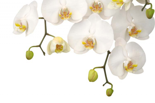 Каталог Фотообои белые орхидеи:  | Wall-Style