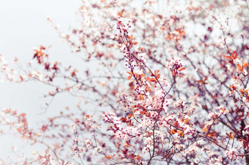 Каталог Фотообои мелкие цветки сакуры:  | Wall-Style