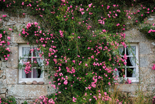 Каталог Фотообои архитектура сторого города:  | Wall-Style