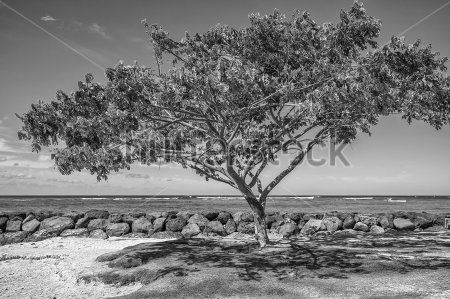 Каталог Фотообои дерево:  | Wall-Style