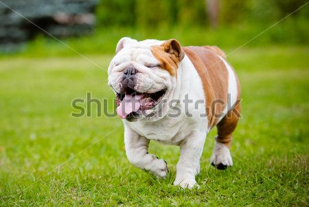 Каталог Картина бульдог: Животные | Wall-Style