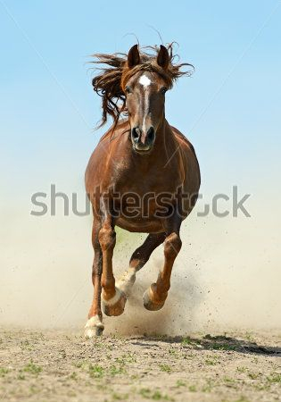 Каталог Фотообои лошадь:  | Wall-Style
