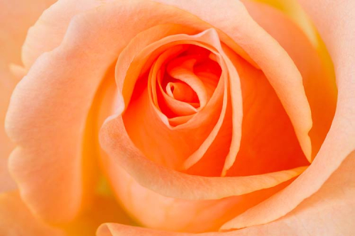 Каталог Фотообои крупная роза:  | Wall-Style