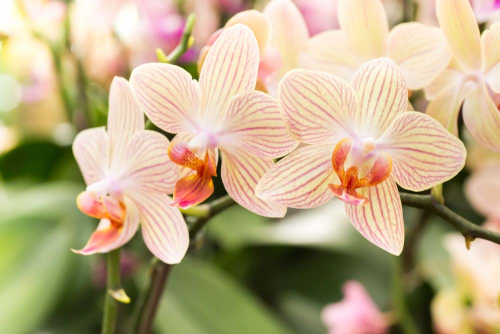 Каталог Фотообои нежные цветы орхидеи:  | Wall-Style