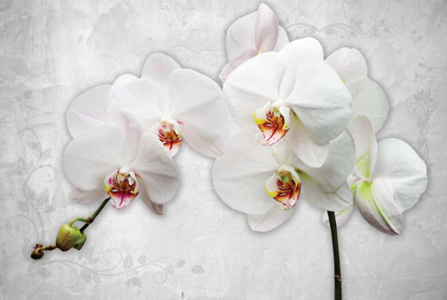 Каталог Фотообои белая орхидея:  | Wall-Style