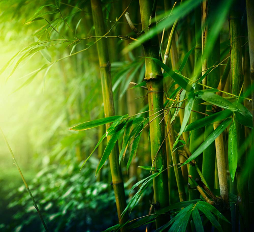 Каталог Фотообои бамбук зеленый:  | Wall-Style