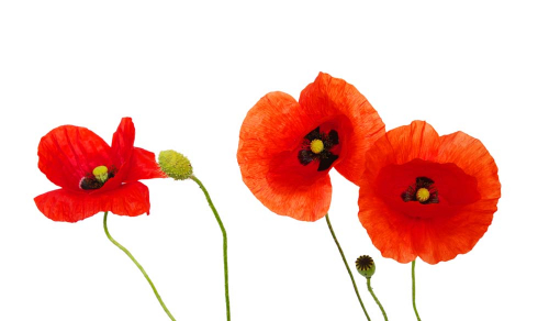 Каталог Фотообои маки на белом фоне:  | Wall-Style