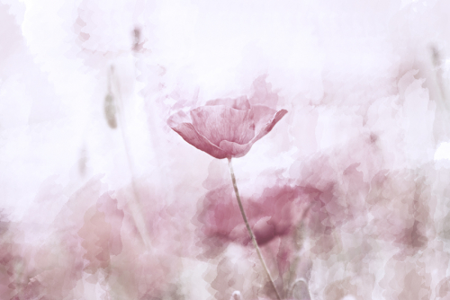 Каталог Фотообои розовый мак:  | Wall-Style