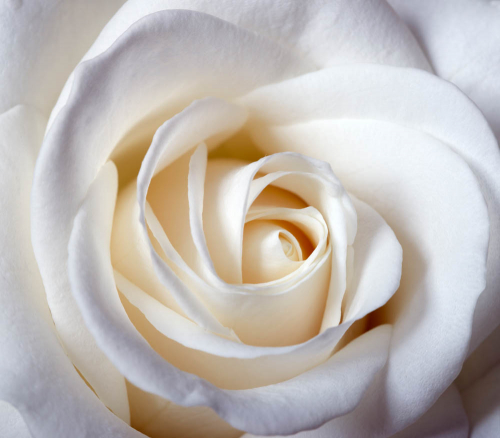 Каталог Картина белая роза: Цветы и растения | Wall-Style