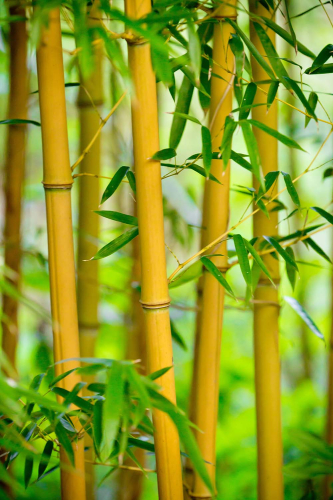 Каталог Фотообои бамбук в лесу:  | Wall-Style