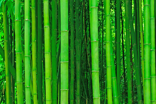 Каталог Фотообои бамбук в тропиках:  | Wall-Style