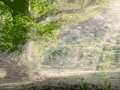 Каталог Фотообои утро в лесу:  | Wall-Style