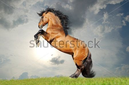 Каталог Фотообои лошадь:  | Wall-Style