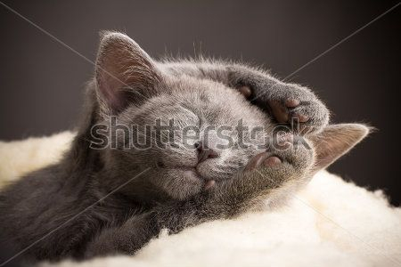 Каталог Картина серый котик: Животные | Wall-Style