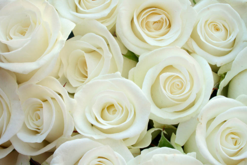 Каталог Фотообои белые розы:  | Wall-Style