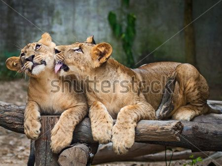 Каталог Картина львы на отдыхе: Животные | Wall-Style