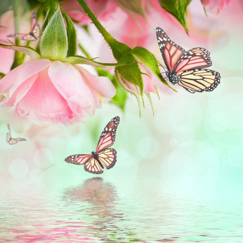 Каталог Фотообои нежные розы  и бабочки над водой:  | Wall-Style