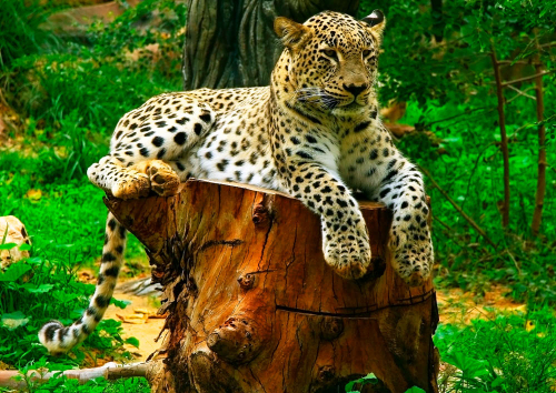 Каталог Фотообои леопард на пне:  | Wall-Style