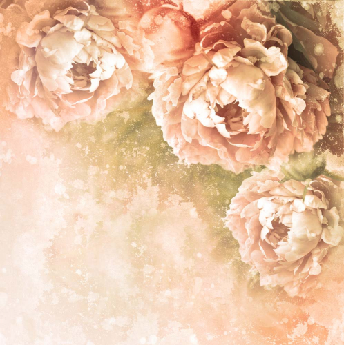 Каталог Фотообои пионовидные розы:  | Wall-Style